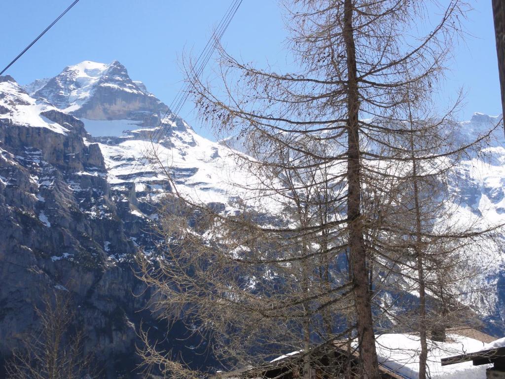 Apartament Chalet Schoenbuehl Mürren Zewnętrze zdjęcie